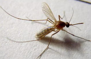 热带地区蚊子有毒吗