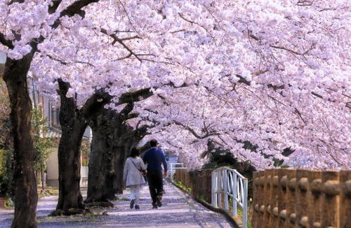日本樱花旅游业对中国旅游业发展的启示
